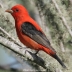Scarlet Tanager