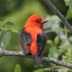 Scarlet Tanager