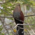 Squirrel Cuckoo