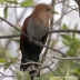Squirrel Cuckoo