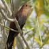 Squirrel Cuckoo