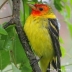 Western Tanager
