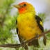 Western Tanager