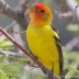 Western Tanager