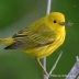Yellow Warbler