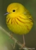Yellow Warbler