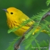 Yellow Warbler