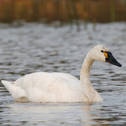 Image for the Tundra Swan