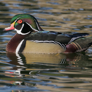 Image for the Wood Duck