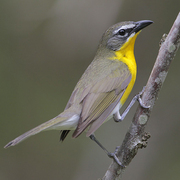 yellow bellied warbler