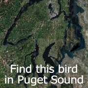 Find this bird in Puget Sound
